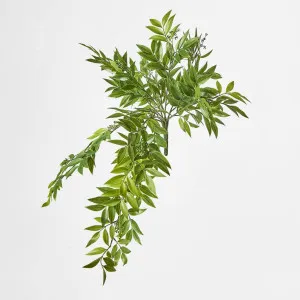 Hanging Ruscus Bush by Florabelle Living, a Plants for sale on Style Sourcebook