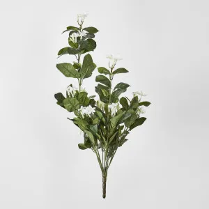 Stephanotis bush by Florabelle Living, a Plants for sale on Style Sourcebook