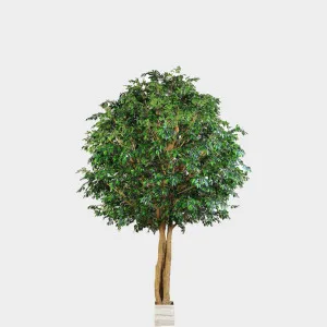Mixed Ficus Giant Tree 4.7m 24888Lvs by Florabelle Living, a Plants for sale on Style Sourcebook