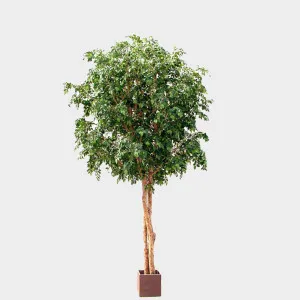 Ficus Retusa Giant 12960Lvs 3.05M by Florabelle Living, a Plants for sale on Style Sourcebook