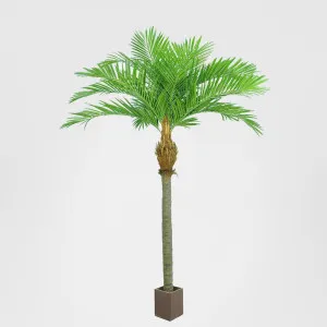 2.7m Giant Majesty Palm w/1344 Lvs by Florabelle Living, a Plants for sale on Style Sourcebook