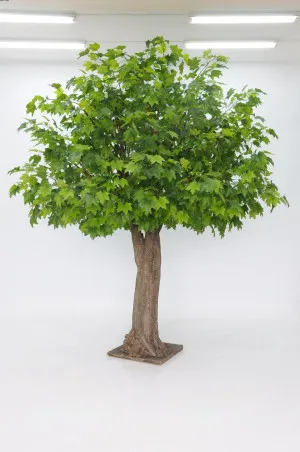 Giant Sugar Maple Tree 3.1m 2507 Lvs by Florabelle Living, a Plants for sale on Style Sourcebook