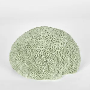 Issie Green Coral 23X21X11CM by Florabelle Living, a Statues & Ornaments for sale on Style Sourcebook