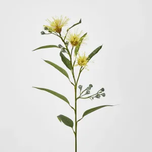 Yellow Flowering Gum by Florabelle Living, a Plants for sale on Style Sourcebook