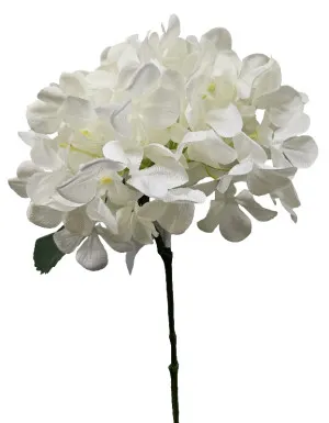 White Hydrangea by Florabelle Living, a Plants for sale on Style Sourcebook
