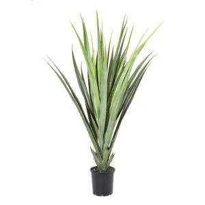 Pandanus Head Lge 1.4m by Florabelle Living, a Plants for sale on Style Sourcebook