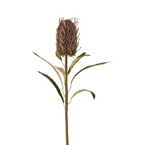 Dried Look Banksia Stem 56cm Brown by Florabelle Living, a Plants for sale on Style Sourcebook