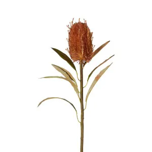 Dried Look Banksia Stem 56cm Tan by Florabelle Living, a Plants for sale on Style Sourcebook