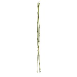 Bamboo Bundle 1m by Florabelle Living, a Plants for sale on Style Sourcebook