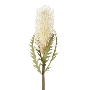 Dried Look Banksia Stem 75cm Cream by Florabelle Living, a Plants for sale on Style Sourcebook