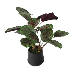 Calathea Variegated Black Pot Red by Florabelle Living, a Plants for sale on Style Sourcebook