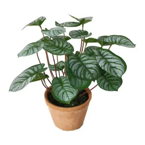 Calathea Variegated Terracotta Pot Green by Florabelle Living, a Plants for sale on Style Sourcebook
