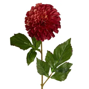Pompom Ball Dahlia Stem 62cm Burgundy by Florabelle Living, a Plants for sale on Style Sourcebook