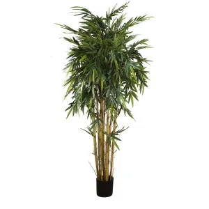 New Bamboo Tree 2.2m by Florabelle Living, a Plants for sale on Style Sourcebook