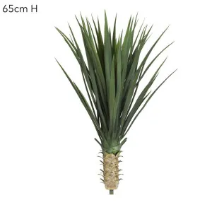 Yucca Rostrata 65cm by Florabelle Living, a Plants for sale on Style Sourcebook