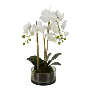 Orchid in Round Glass Vase 60cm White by Florabelle Living, a Plants for sale on Style Sourcebook