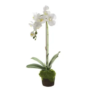 Orchid in Moss Pot 63cm White by Florabelle Living, a Plants for sale on Style Sourcebook