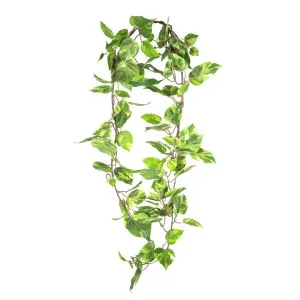Pothos Hanging Bush 1.6m by Florabelle Living, a Plants for sale on Style Sourcebook
