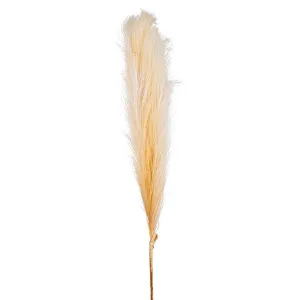 Pampas Spray 1.2m by Florabelle Living, a Plants for sale on Style Sourcebook
