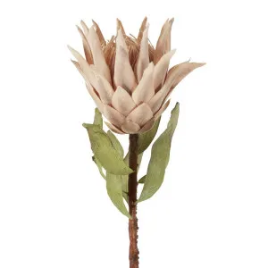 Dried Look Protea Stem 75cm Blush by Florabelle Living, a Plants for sale on Style Sourcebook