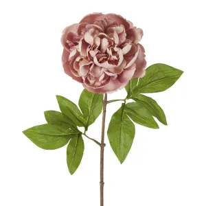 Dried Look Peony Stem 61cm Pink by Florabelle Living, a Plants for sale on Style Sourcebook