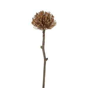 Dried Look Pincushion Stem 61cm Brown by Florabelle Living, a Plants for sale on Style Sourcebook