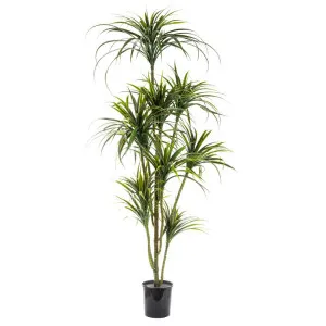 Yucca Plant Potted - 1.8m by Florabelle Living, a Plants for sale on Style Sourcebook