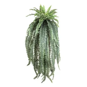 Fern Boston Giant 1.5m by Florabelle Living, a Plants for sale on Style Sourcebook