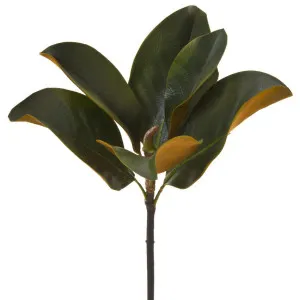 Magnolia Leaf Pick 36cm Green by Florabelle Living, a Plants for sale on Style Sourcebook