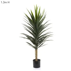 Yucca Plant 1.3m by Florabelle Living, a Plants for sale on Style Sourcebook