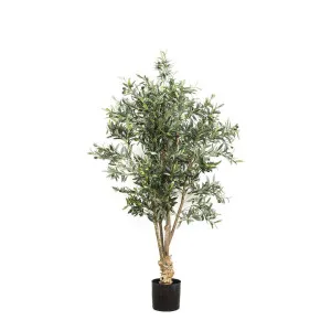 Olive Tree 1.5m by Florabelle Living, a Plants for sale on Style Sourcebook