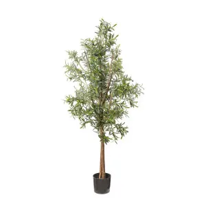 Olive Tree 1.7m by Florabelle Living, a Plants for sale on Style Sourcebook
