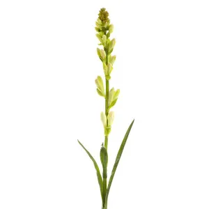 Tuberose Bud 80cm Cream & Green by Florabelle Living, a Plants for sale on Style Sourcebook