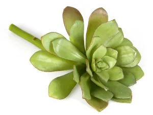 Succulent 19cm Light Green by Florabelle Living, a Plants for sale on Style Sourcebook