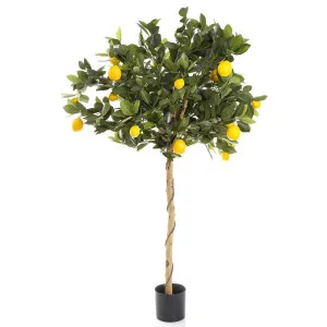 Golden Lemon Tree 0.9m by Florabelle Living, a Plants for sale on Style Sourcebook