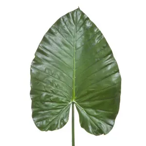 Heart Leaf 1.1m Green by Florabelle Living, a Plants for sale on Style Sourcebook