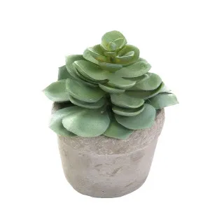 Succulent in White Pot 11cm Green by Florabelle Living, a Plants for sale on Style Sourcebook