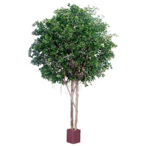 Ficus Retusa Giant Round 3.05m by Florabelle Living, a Plants for sale on Style Sourcebook