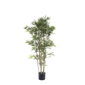 Japanese Bamboo Tree 1.2m by Florabelle Living, a Plants for sale on Style Sourcebook