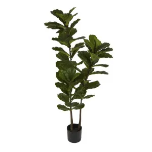 Fiddle Leaf Tree 1.6m by Florabelle Living, a Plants for sale on Style Sourcebook