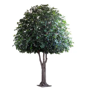 Giant Oak Tree 5.7m by Florabelle Living, a Plants for sale on Style Sourcebook