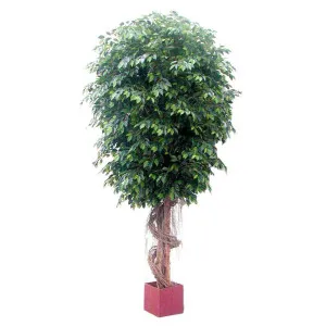 Giant Fat Ficus Tree 6.1m by Florabelle Living, a Plants for sale on Style Sourcebook