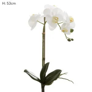 Orchids Phalaenopsis Real Touch with Leaves 53cm White by Florabelle Living, a Plants for sale on Style Sourcebook