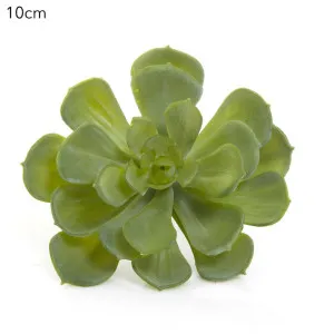 Echeveria 10cm Green by Florabelle Living, a Plants for sale on Style Sourcebook