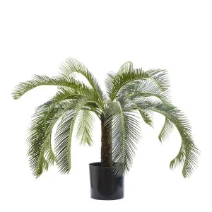 Cycad Palm 80cm by Florabelle Living, a Plants for sale on Style Sourcebook