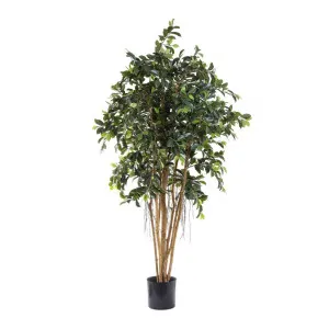 Ficus Retusa 1.8m by Florabelle Living, a Plants for sale on Style Sourcebook
