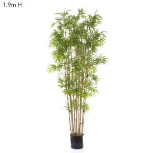 Japanese Bamboo Tree 1.9m by Florabelle Living, a Plants for sale on Style Sourcebook