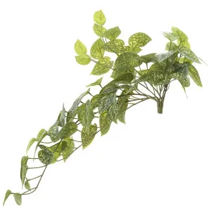 Pothos hanging Bush 70cm Green by Florabelle Living, a Plants for sale on Style Sourcebook