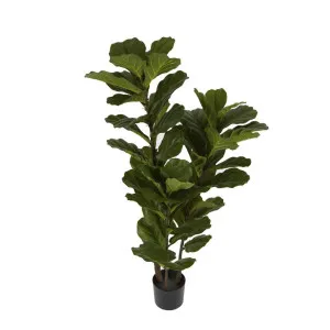 Fiddle Leaf Tree 1.33m by Florabelle Living, a Plants for sale on Style Sourcebook