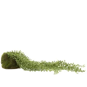 Succulent Hanging Ball 50cm Green by Florabelle Living, a Plants for sale on Style Sourcebook